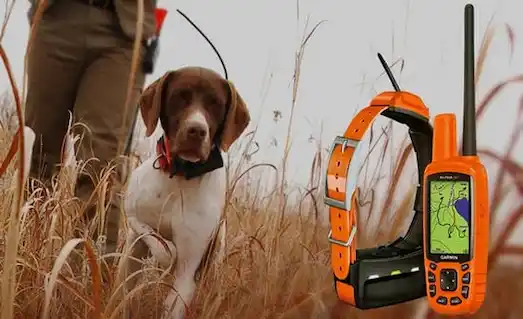GPS tasmalı Pointer av köpeği ve takip cihazı