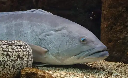 Deniz tabanında taş altı resifte pusuda bekleyen lahoz balığı Epinephelus aeneus su altı görseli