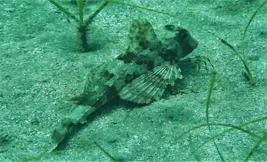 Kumsal deniz tabanında bekleyen Chelidonichthys lastoviza mazak balığı