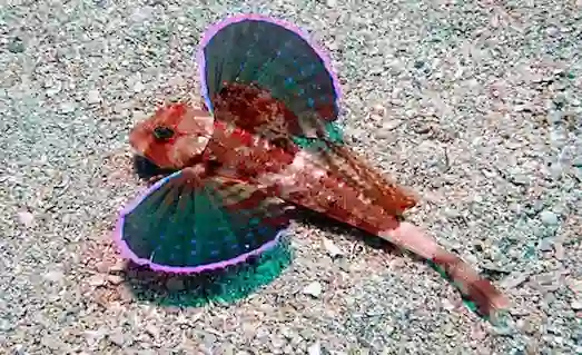 Doğal yaşam alanında yüzen Chelidonichthys lastoviza mazak balığı