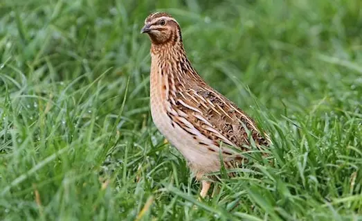 Otluk alanda besin arayan kahverengi desenli bıldırcın (Coturnix coturnix).