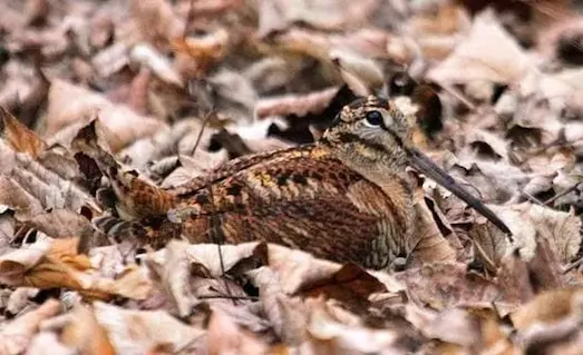 Kuru yapraklar arasında dinlenen ve kamufle olmuş çulluk kuşu (Scolopax rusticola).