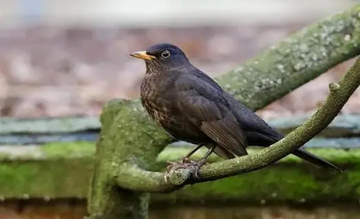 Turdus merula karatavuk dal üzerinde dinlenirken