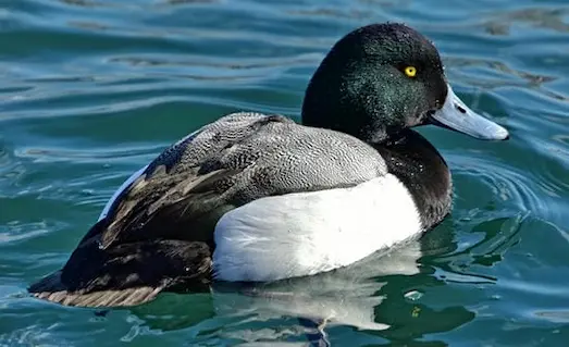 Doğal sulak alanda, lagün yüzeyinde yüzen yeşilimsi siyah başlı ve mavi gagalı bir erkek Karabaş Patka (Aythya marila) ördeği.