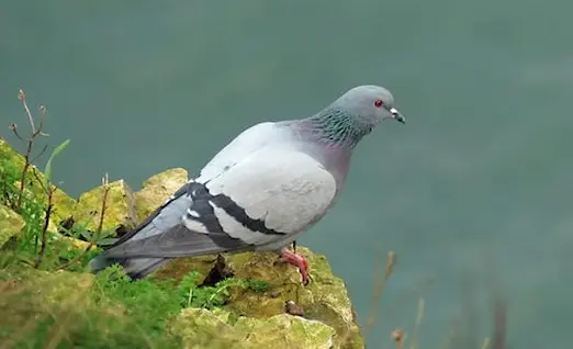 Columba livia kaya güvercini kayalık alanda çevreyi gözlemlerken