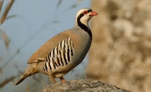 Alectoris chukar kınalı keklik kayalık arazide çevreyi gözlemlerken