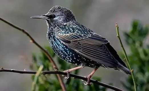 Dal üzerinde duran koyu renkli ve parlak tüylü sığırcık kuşu (Sturnus vulgaris).