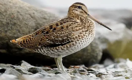 Taşlık sulak alanda uzun gagasıyla besin arayan su çulluğu (Gallinago gallinago).