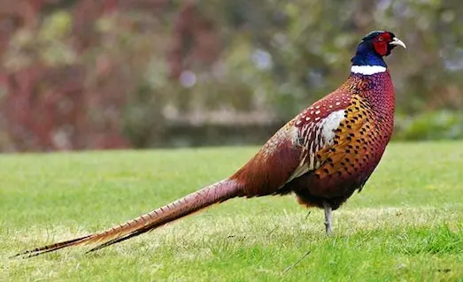 Otluk alanda yürüyen, uzun kuyruklu ve renkli tüylere sahip bayağı sülün (Phasianus colchicus).