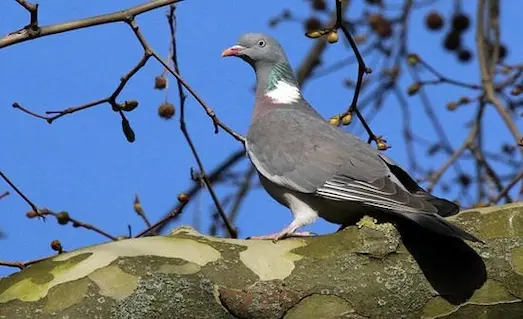 Ağaç dalında beslenen, boynunda beyaz lekeler bulunan tahtalı güvercini (Columba palumbus).