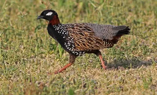 Otluk alanda besin arayan desenli tüylere sahip turaç kuşu (Francolinus francolinus).