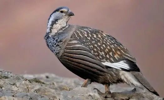 Kayalık arazi üzerinde duran ve çevresini gözlemleyen urkeklik kuşu (Tetraogallus caspius).