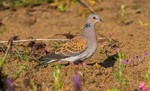 Toprak üzerinde besin aramak için eşelenen üveyyik kuşu (Streptopelia turtur).