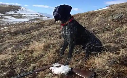 Av sahasında tüfeğin yanında bekleyen Kurtzhaar köpeği