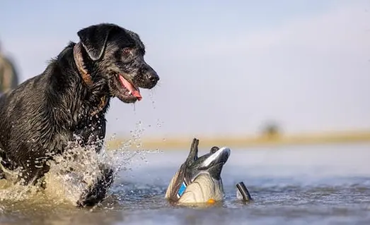 Ördek avında vurulan avı sudan getiren eğitimli av köpeği.