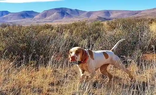 Merada ferma pozisyonunda duran Pointer av köpeği