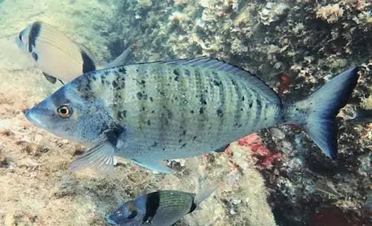 Sivriburun Karagöz Etkili Avlama Yöntemleri 3 Sivriburun karagöz balığı av teknikleri ve meralarda en etkili dip oltası yemleme taktikleri görseli