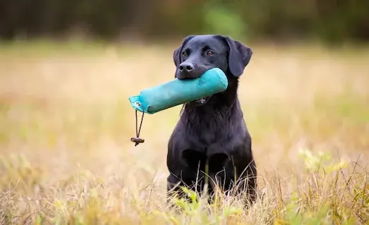 Av Köpeğine Avı Dişlememe Eğitimi Nasıl Verilir 4 Av Köpeğine Avı Dişlememe Eğitimi için aport dummy'leriyle yapılan temel kavrama çalışmasını gösteren görsel.