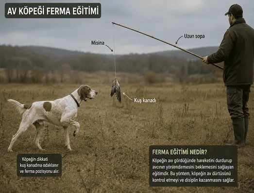 Av Köpeği Ferma ve Aport Eğitimi Nasıl Verilir? 1 Av köpeği uzun sopa ve ucuna bağlanmış kuş kanadı ile ferma eğitimi yaparken