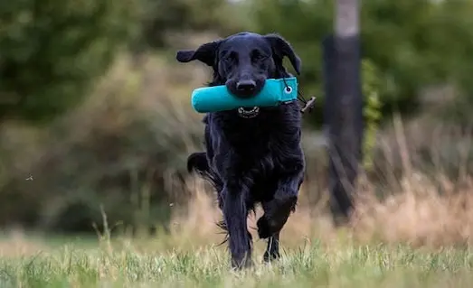 Av Köpeği Ferma ve Aport Eğitimi Nasıl Verilir? 5 Ferma ve aport eğitimi yapan av köpeği