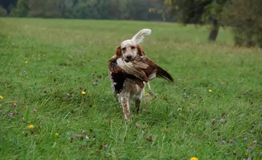 Av Köpeğine Avı Dişlememe Eğitimi sırasında Setter cinsi av köpeğinin avı nazikçe taşıyarak sahibine getirdiğini gösteren görsel.