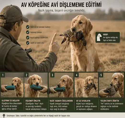 Av köpeğine avı dişlememe eğitimi sırasında avı nazikçe taşıyan köpeğin eğitim görseli.