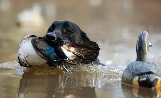 Av köpeğinin su aportu ve ördek getirme eğitimi