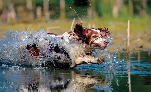 Av Köpeklerinde Su Aportu ve Ördek Getirme Eğitimi 6 Av köpeğinin su aportu eğitimi