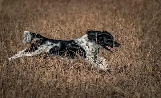 Av Köpeklerinde Uzaklaşmama ve Düdük Komutları 9 Sahibinin yanında komut bekleyen av köpeği uzaklaşmama eğitimi uyguluyor.