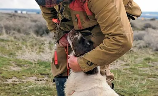 Av köpeği uzaklaşmama ve düdük komutları eğitimi sırasında sahibinin komutlarını uyguluyor.