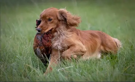 Cocker Spaniel avköpeği vurulan avı getiriyor