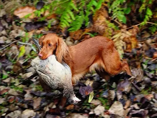 Cocker Spaniel vurulan avı ağzında taşıyor