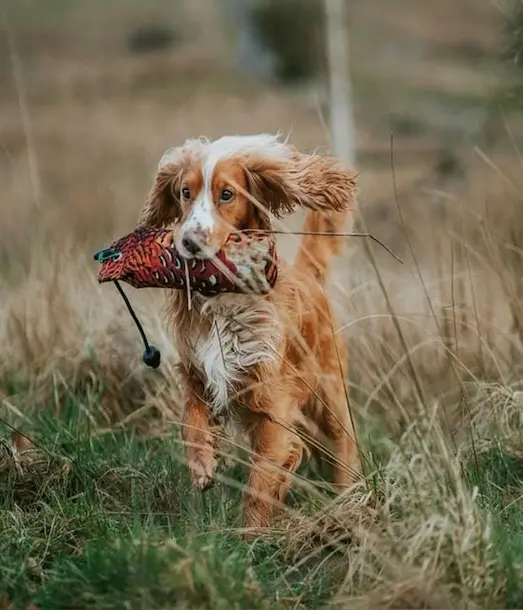 Getirme eğitimi yapan Cocker Spaniel avköpeği