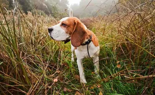 Harrier Tavşan Avköpeği merada tavşan izi takip ediyor