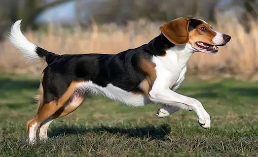 Harrier Tavşan Avköpeği özellikleri ve fiziksel görünümü