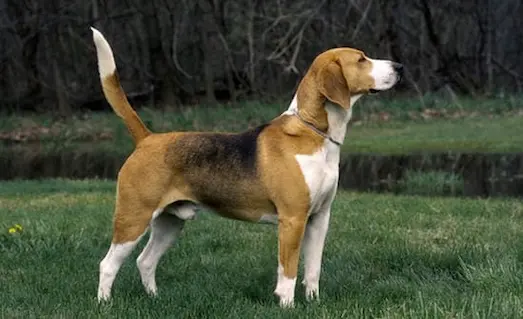 Harrier Tavşan Avköpeği görseli