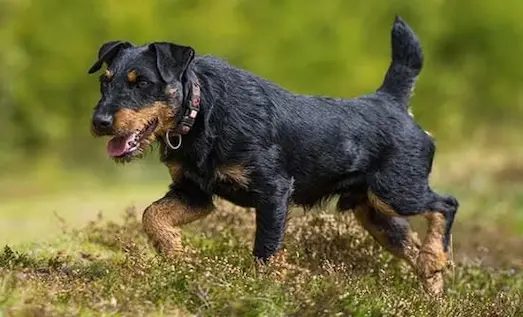 Alman Av Teriyeri Jagdterrier tavşan avında merada iz sürüyor