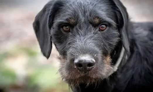 Alman Av Teriyeri Jagdterrier av köpeği