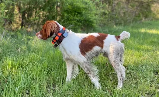 Kuşçu Köpeklerinde Ferma Bozma Sorunu ve Çözüm Yolları 3 Kuşçu köpeklerinde ferma bozma sorunu ve eğitim yöntemleri