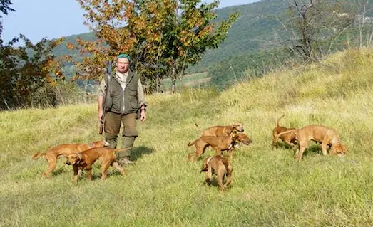 Segugio Italiano av köpekleri tavşan izi sürerken