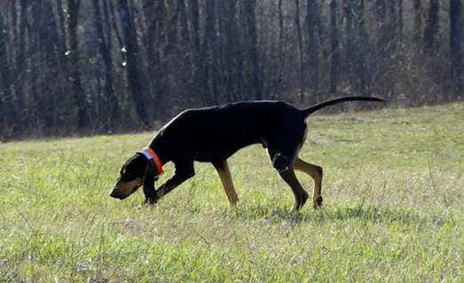 Segugio Italiano av köpeği tavşan izi takip ederken