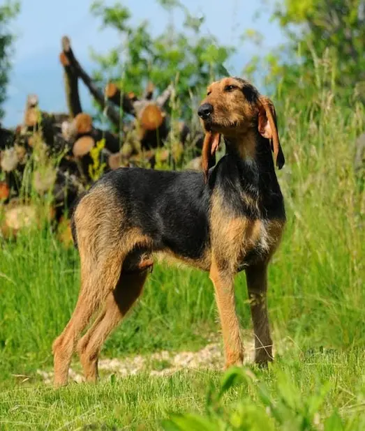 Segugio Italiano Avköpeğinin fiziksel özellikleri