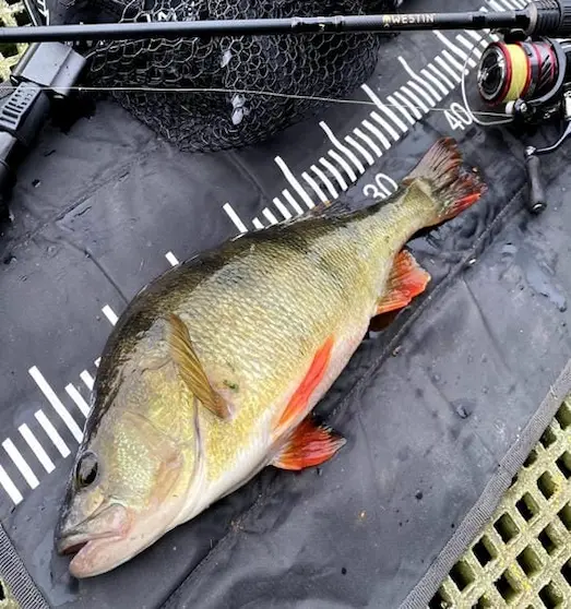 Tatlısu Levreği Perch LRF ve spin avı sonucu yakalanan balık.