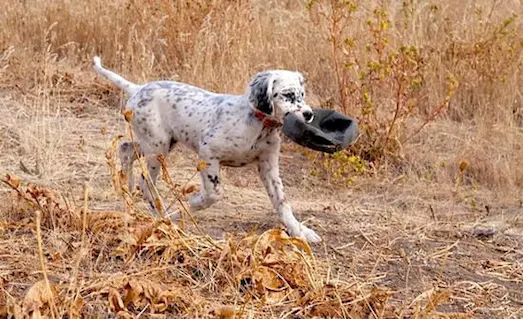 Getirme eğitimi yapan yavru av köpeği