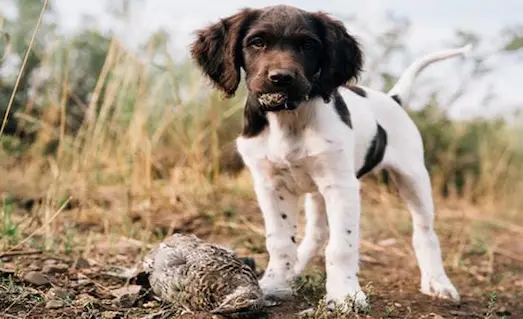 Yavru Av Köpeğinde Silah Sesi ve Ses Tabancası Eğitimi 8 Yavru av köpeğinde kontrollü ortamda silah sesi eğitimine alıştırılıyor.