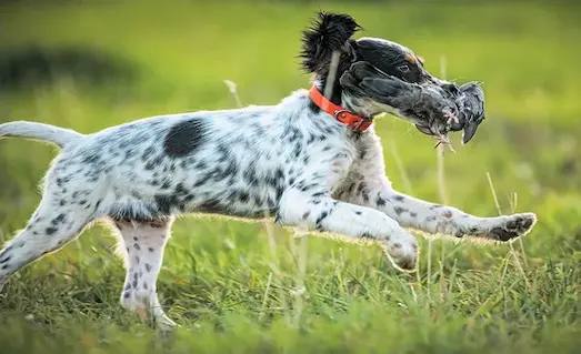 Yavru av köpeği ses ve canlı avı pekiştirme eğitimi sırasında çalışıyor.