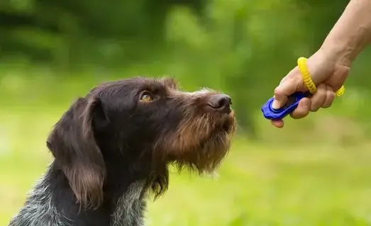 Av köpeği kliker eğitimi sırasında komutlara uyum sağlıyor.