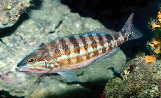 Asıl Hani Balığı özellikleri ve Serranus cabrilla yapısı