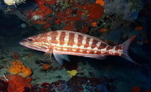 Asıl Hani Balığı (Serranus cabrilla) genel görünümü