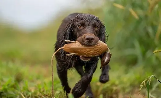 Yavru Av Köpeği Kaç Aylıkken Ava Başlar? 3 Av köpeği yapay ördek ile getirme eğitimi yaparken